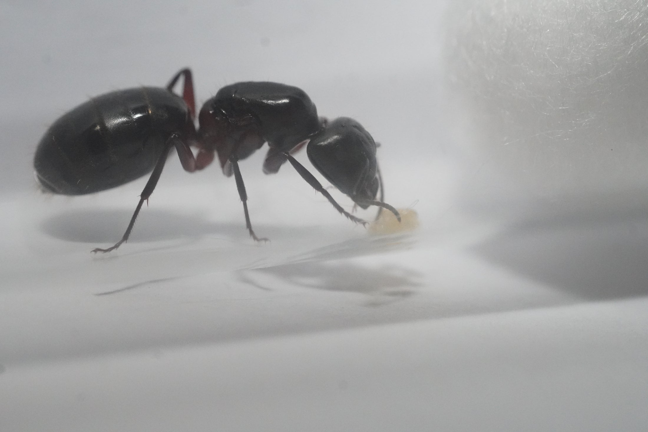 Camponotus herculeanus