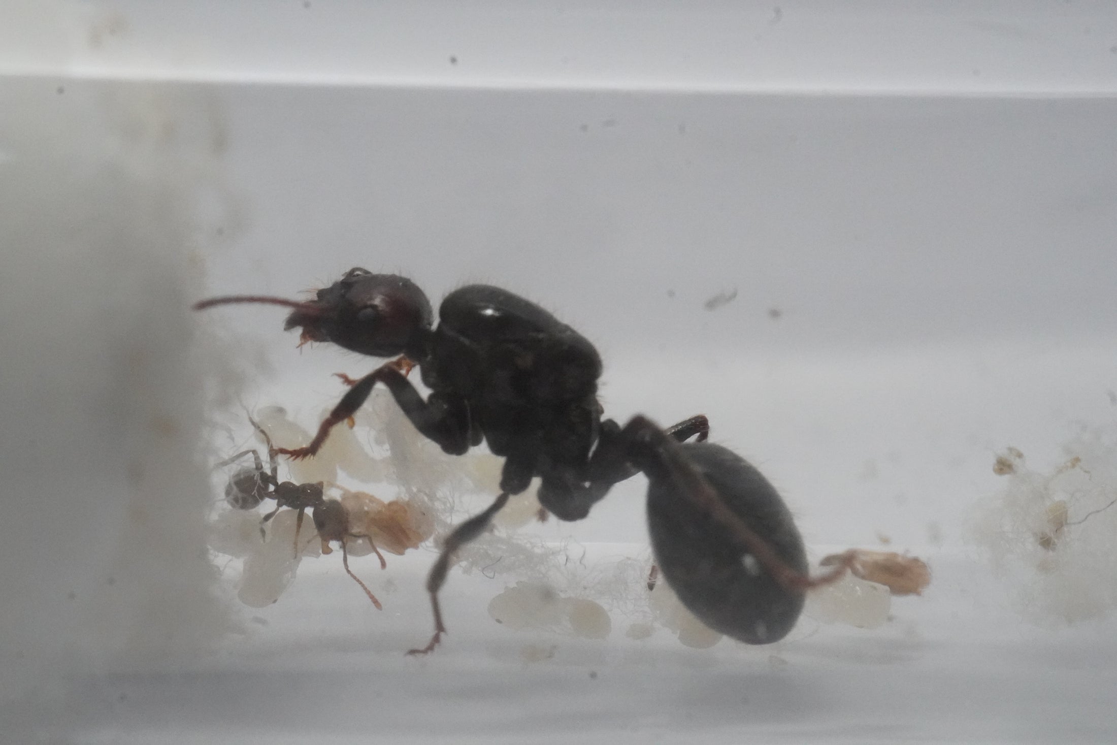 Messor Barbarus