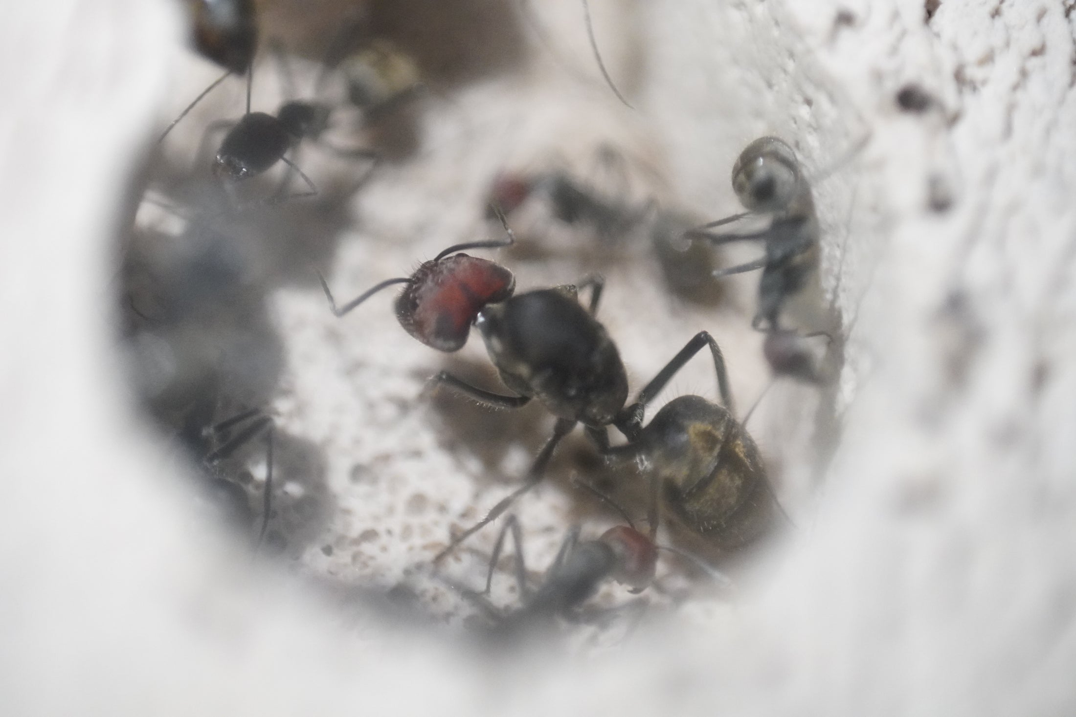 Camponotus singularis