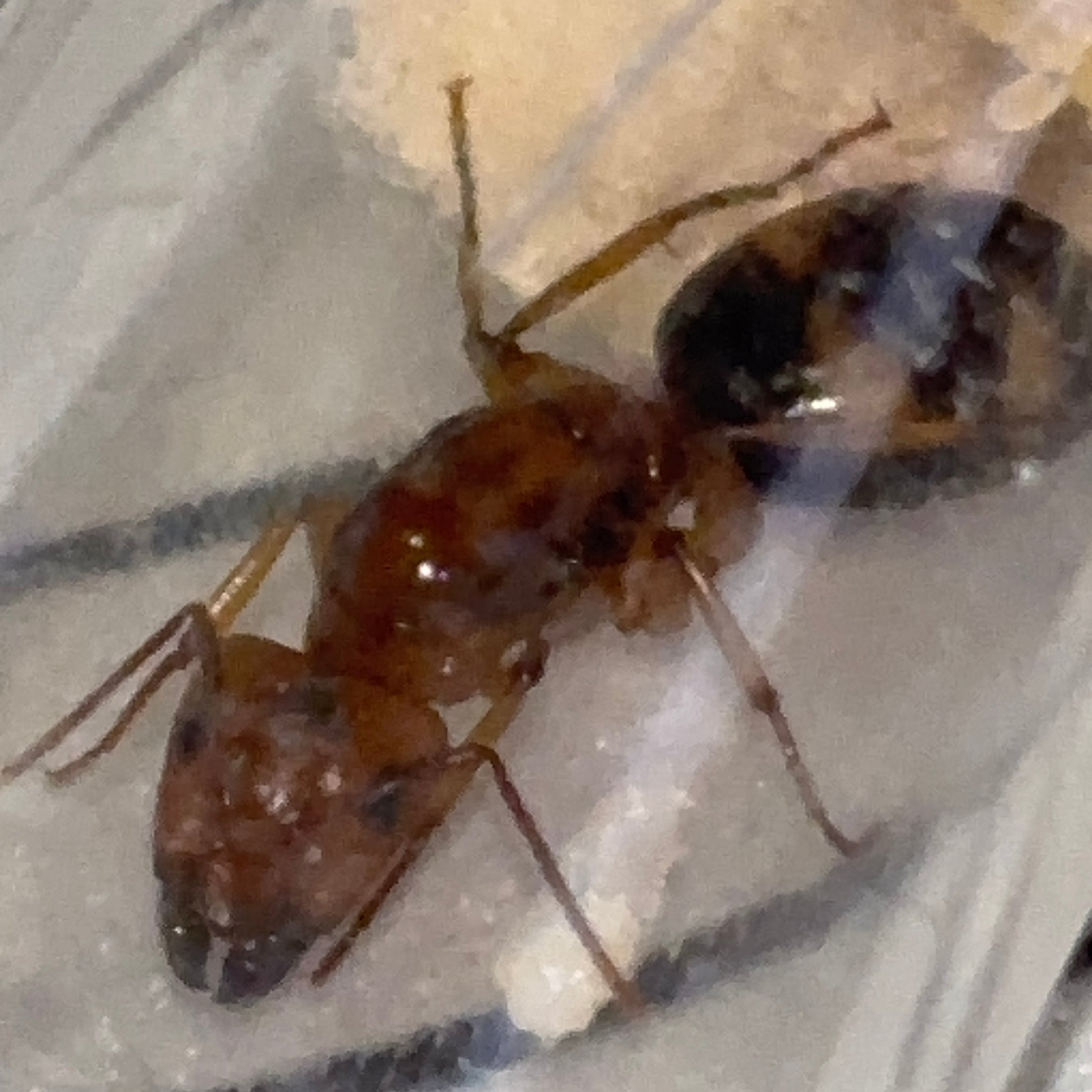 Camponotus maculatus (subnudus)