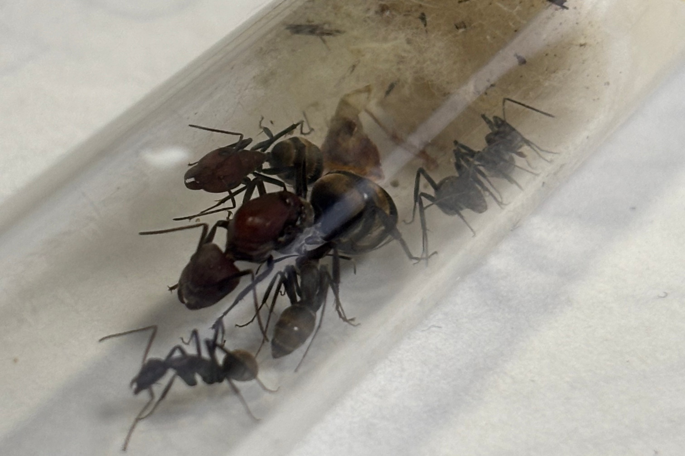 Camponotus vestitus