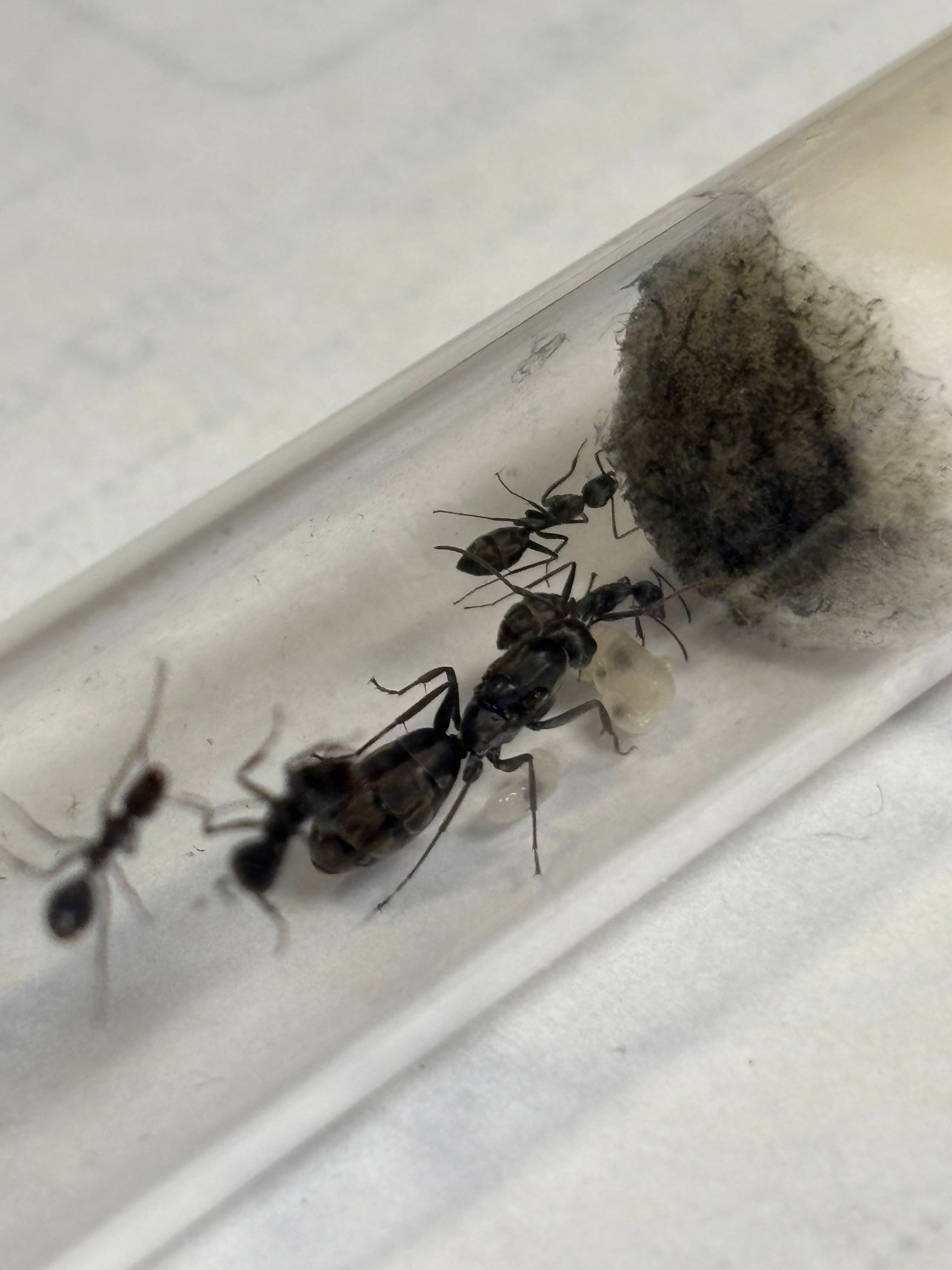 Camponotus flavomarginatus
