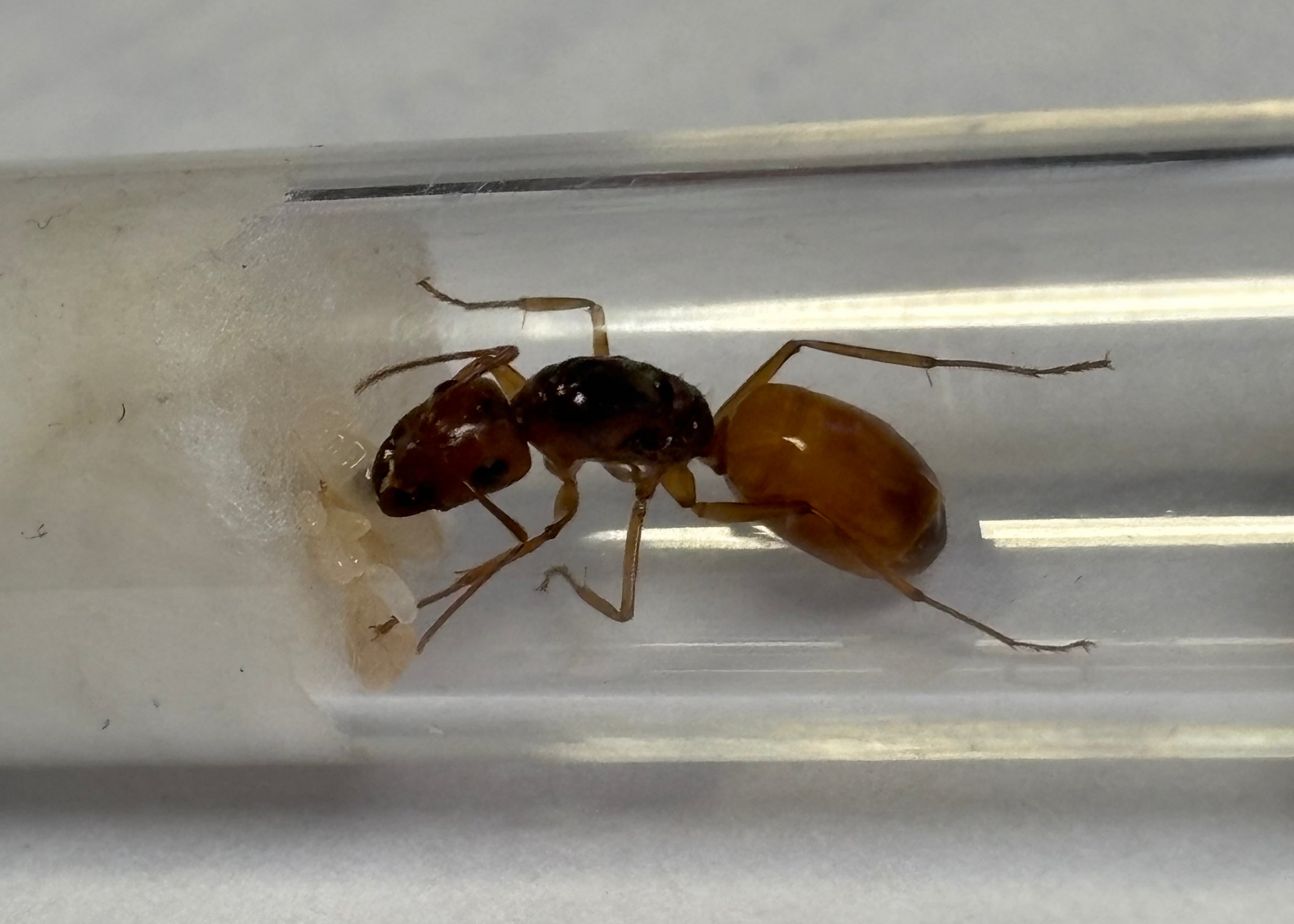 Camponotus fedtschenkoi