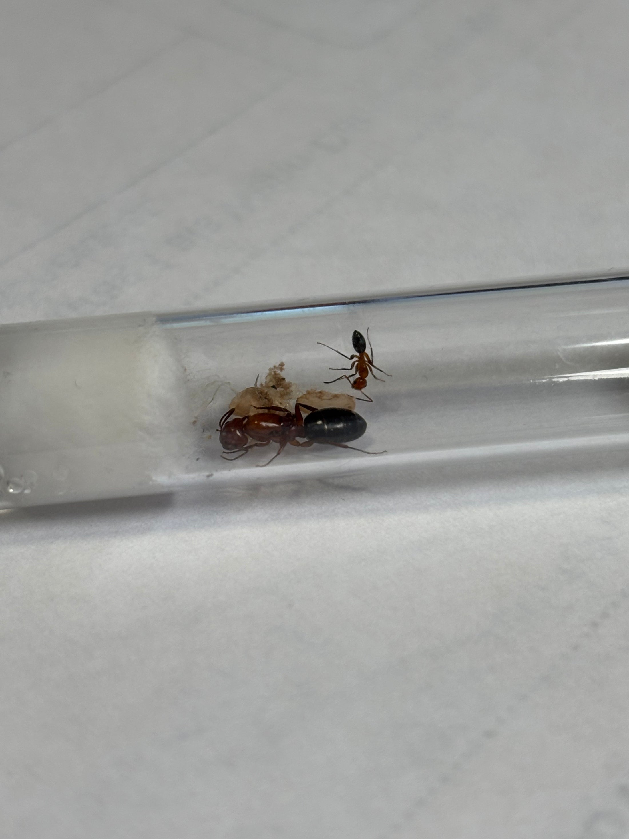 Camponotus discolor