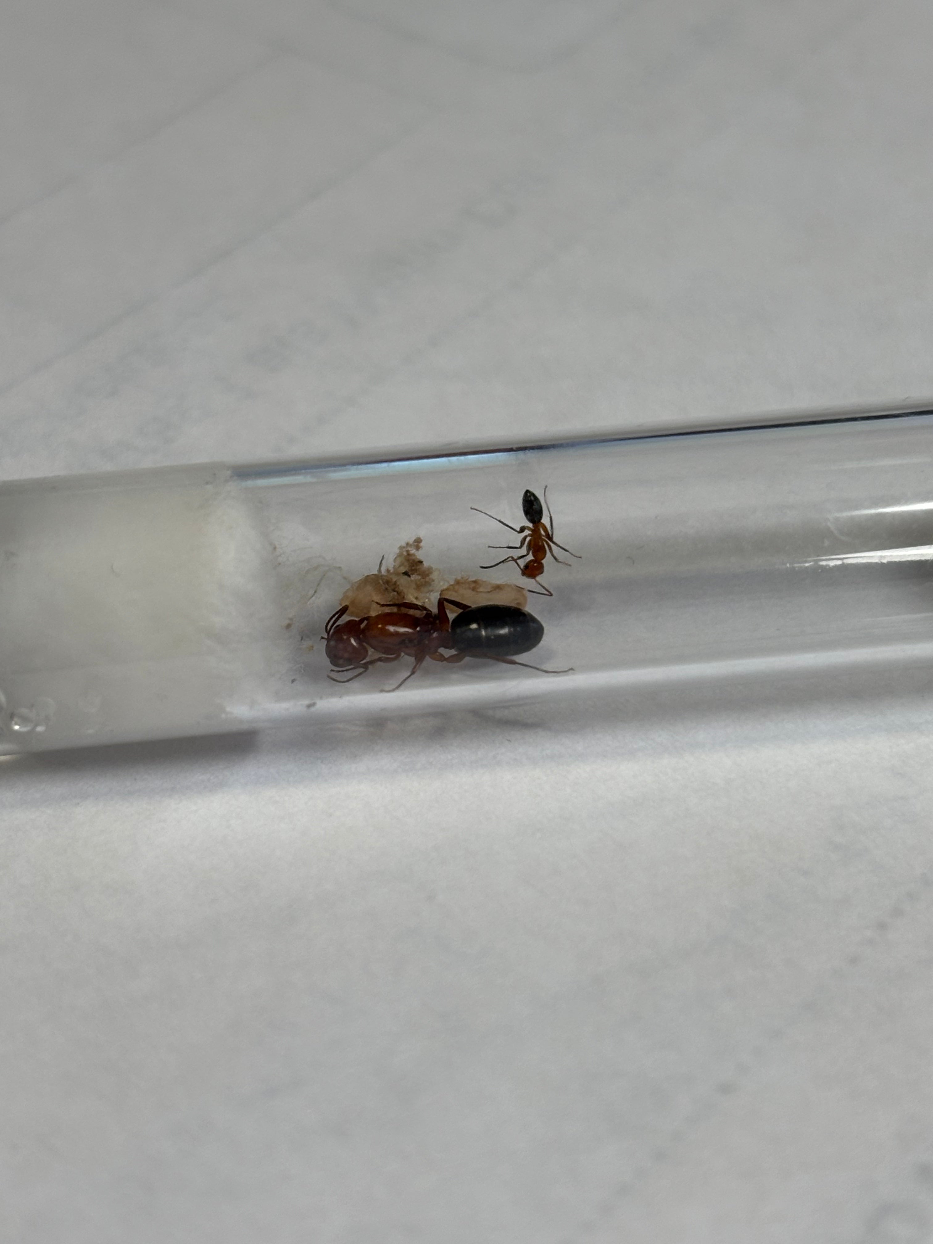 Camponotus discolor