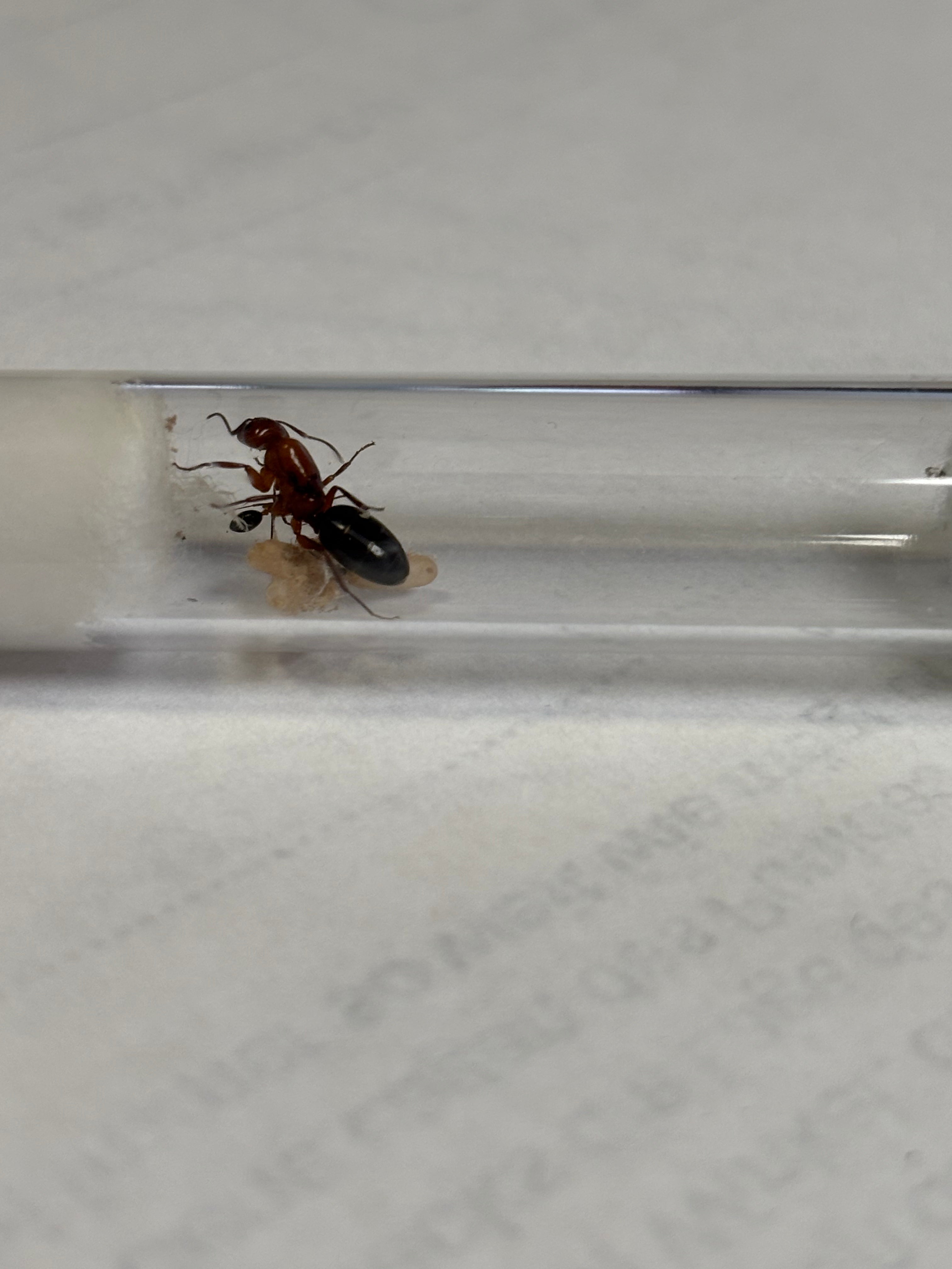 Camponotus discolor