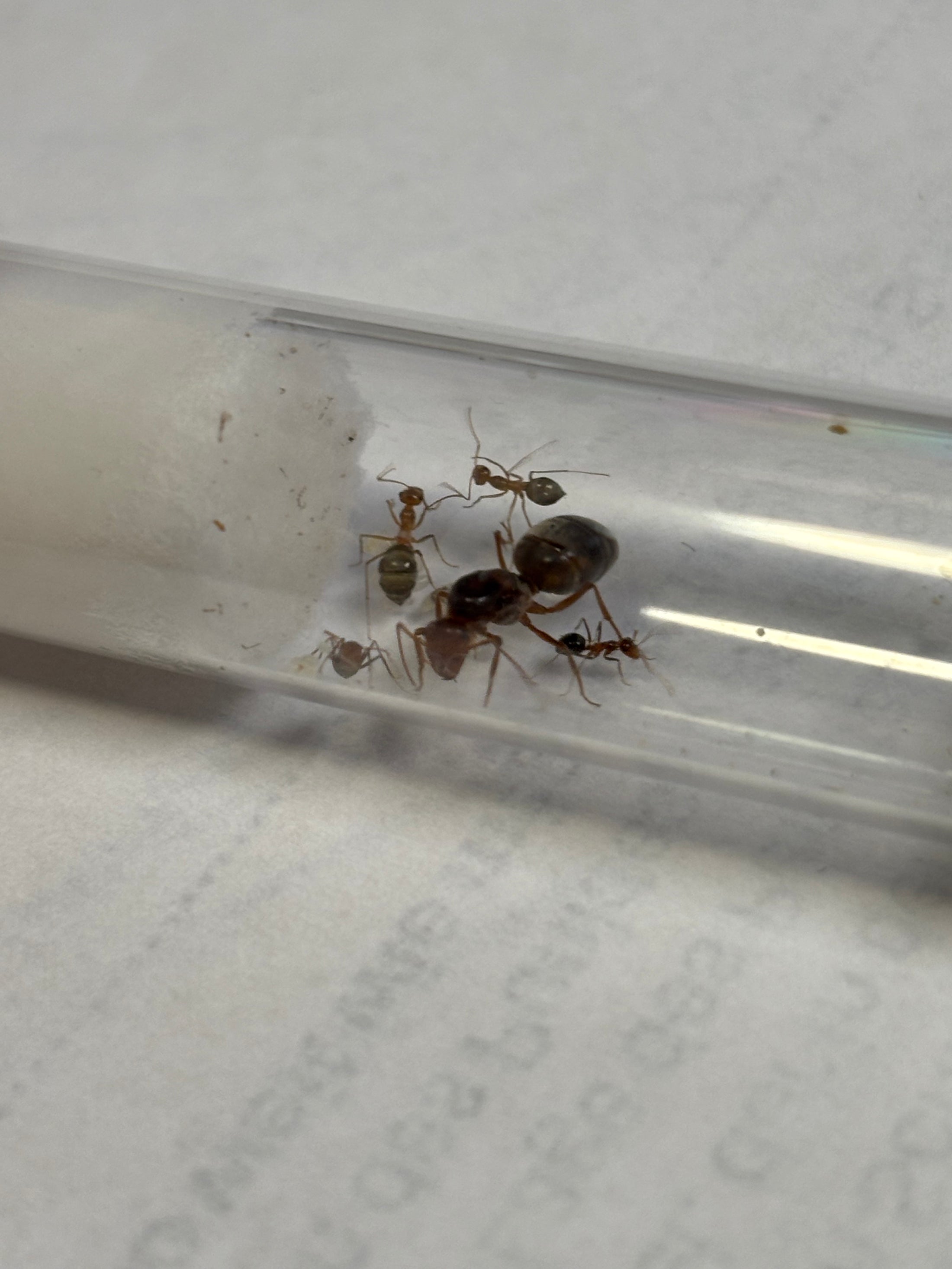 Myrmecocystus semirufus