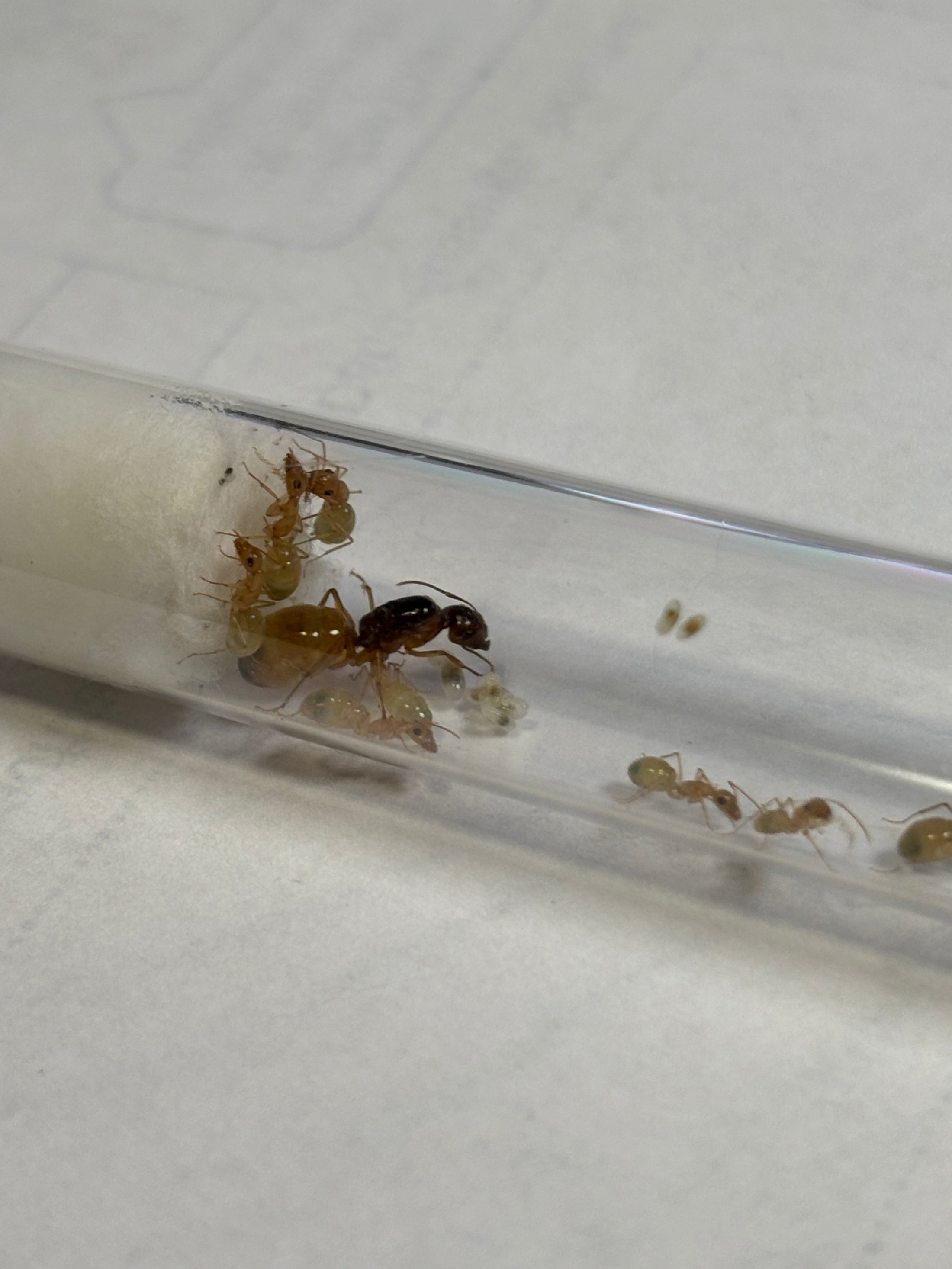 Myrmecocystus kennedyi