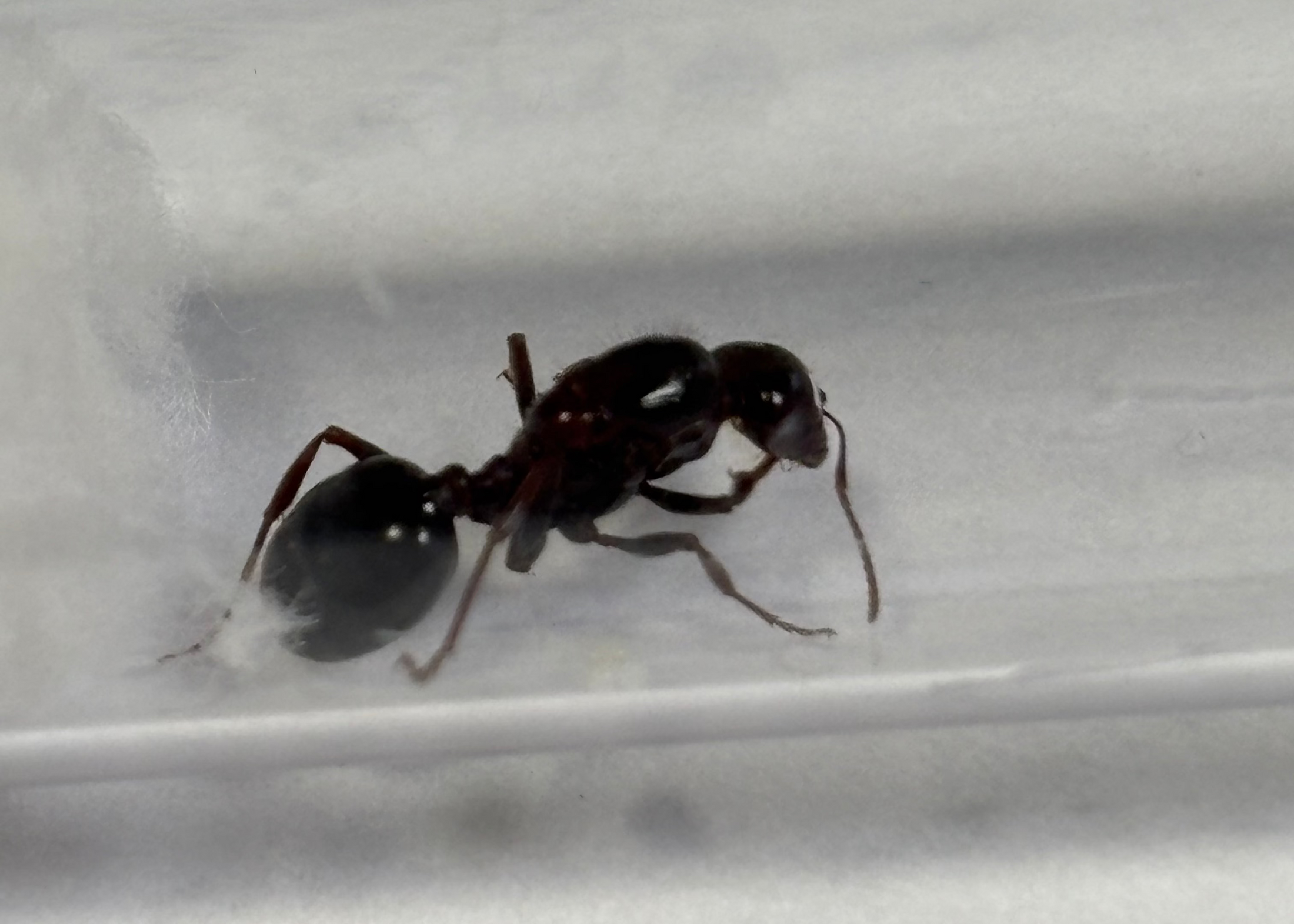 Messor hebraeus