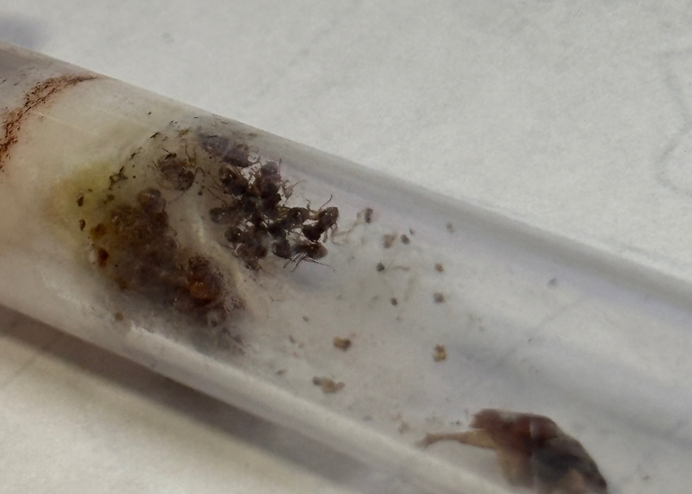 Acanthomyrmex sp.