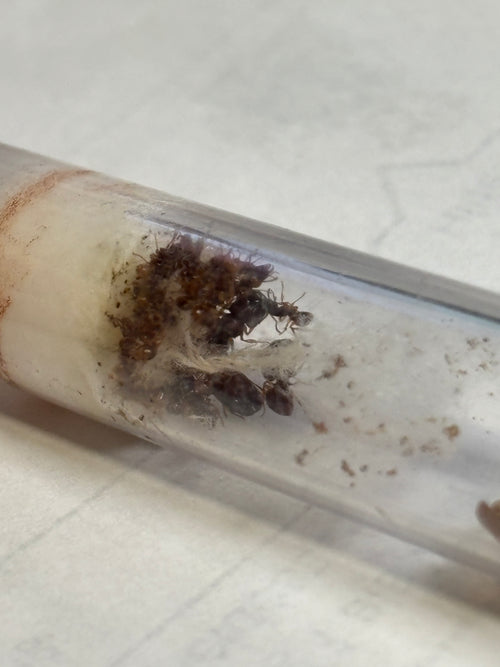 Acanthomyrmex sp.