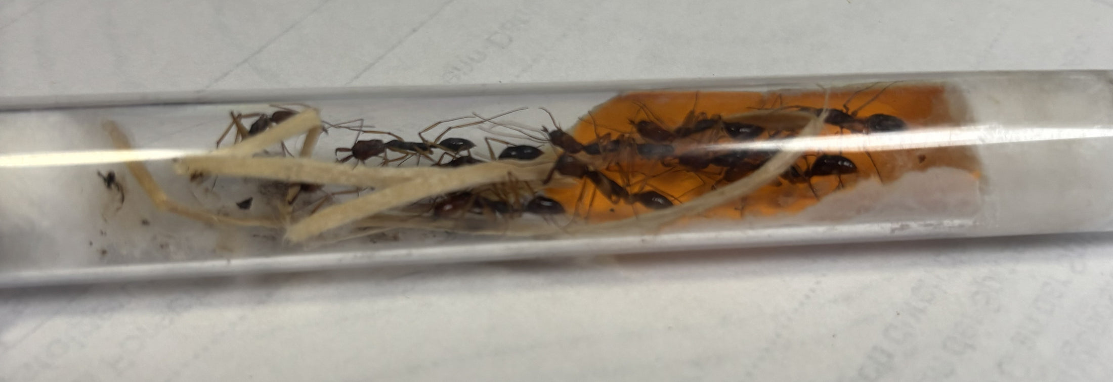 Odontomachus infandus