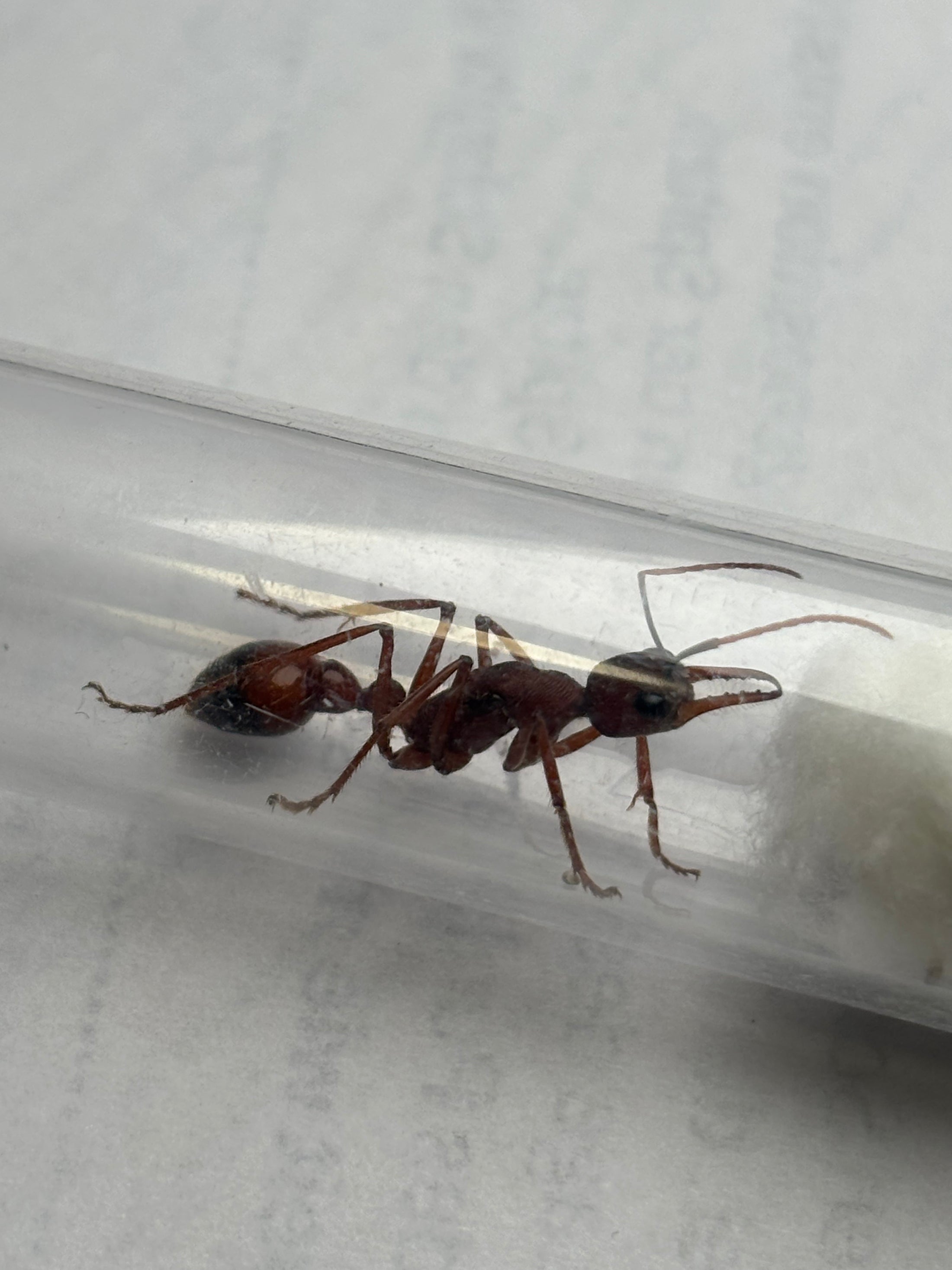 Myrmecia Nigriscapa