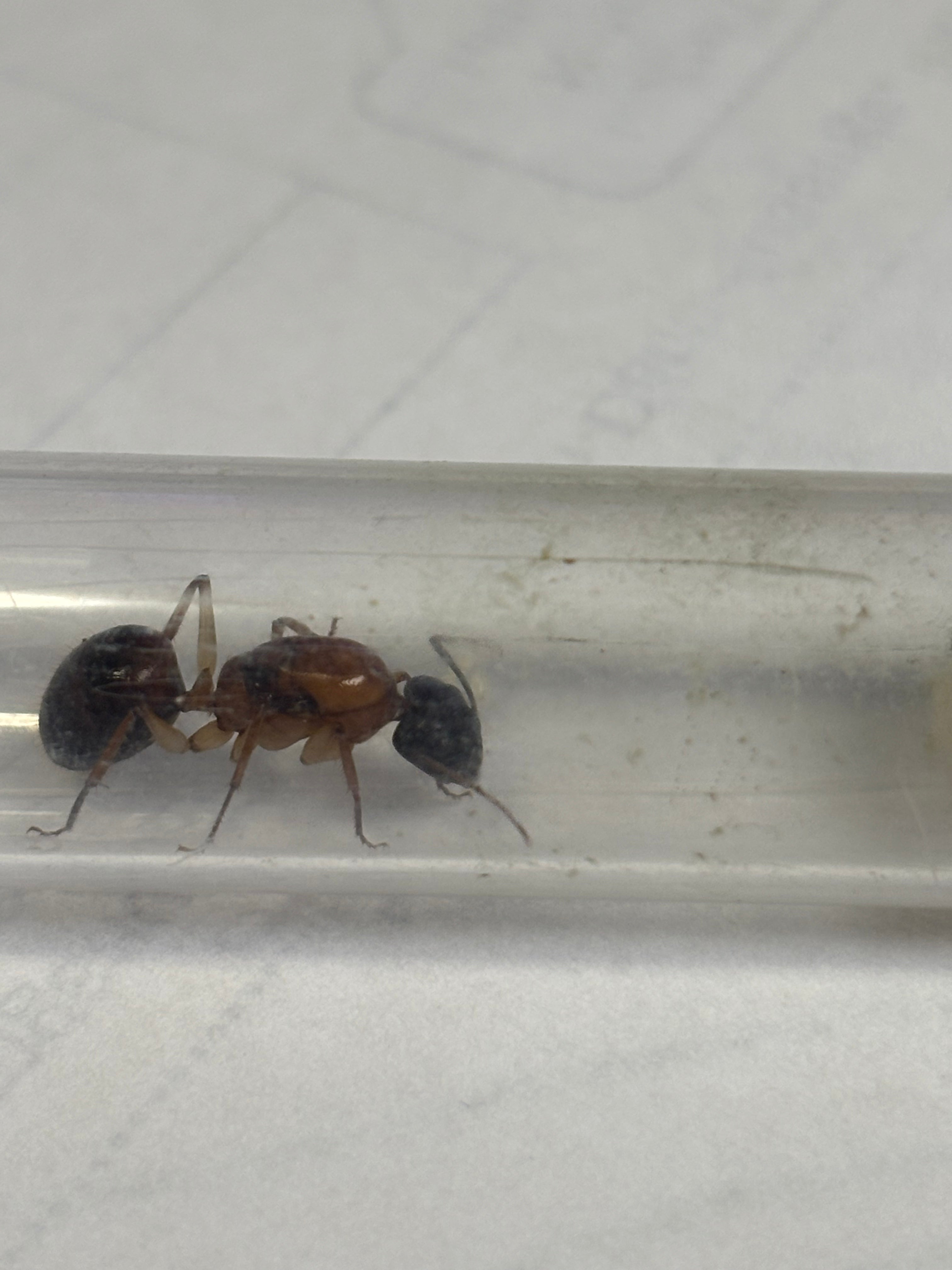 Camponotus consobrinus