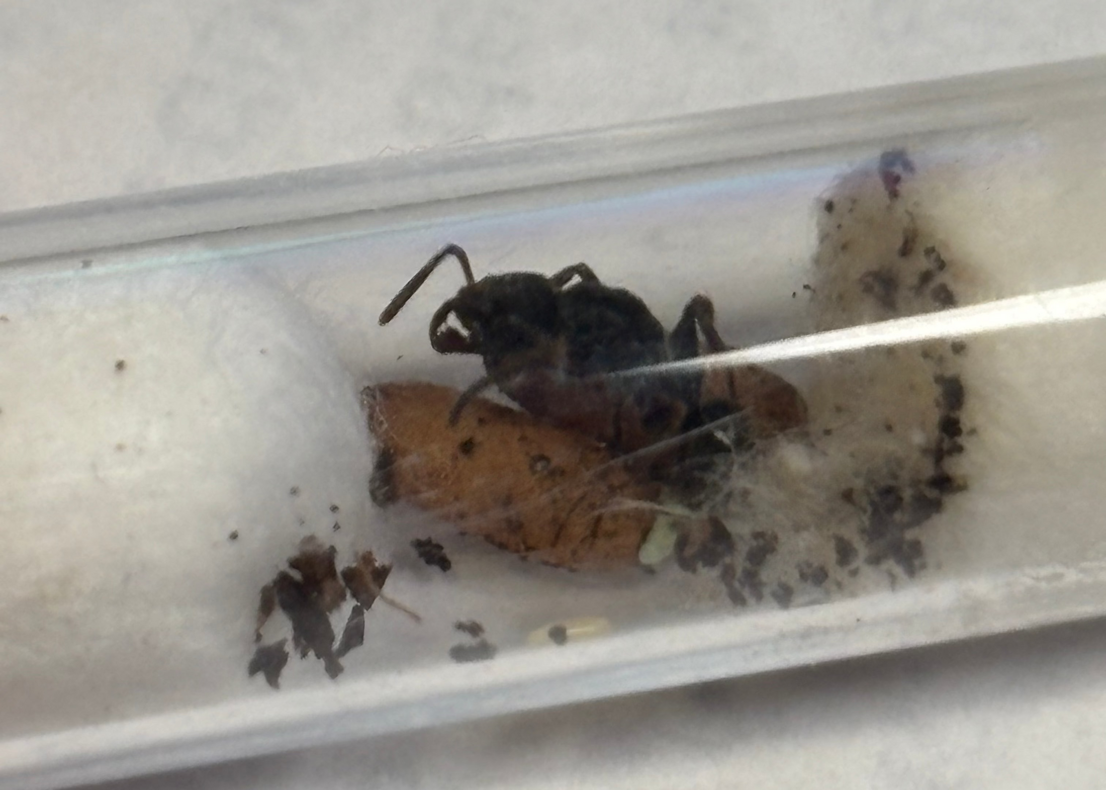 Odontoponera denticulata