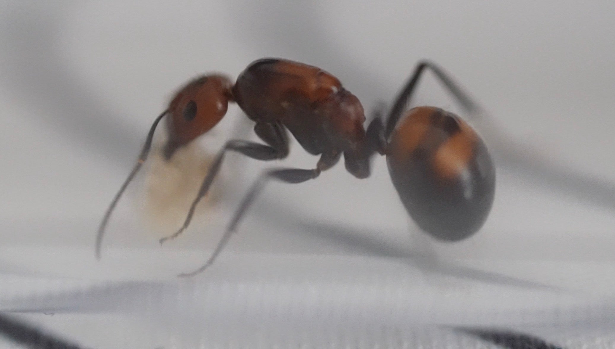 Camponotus nicobarensis