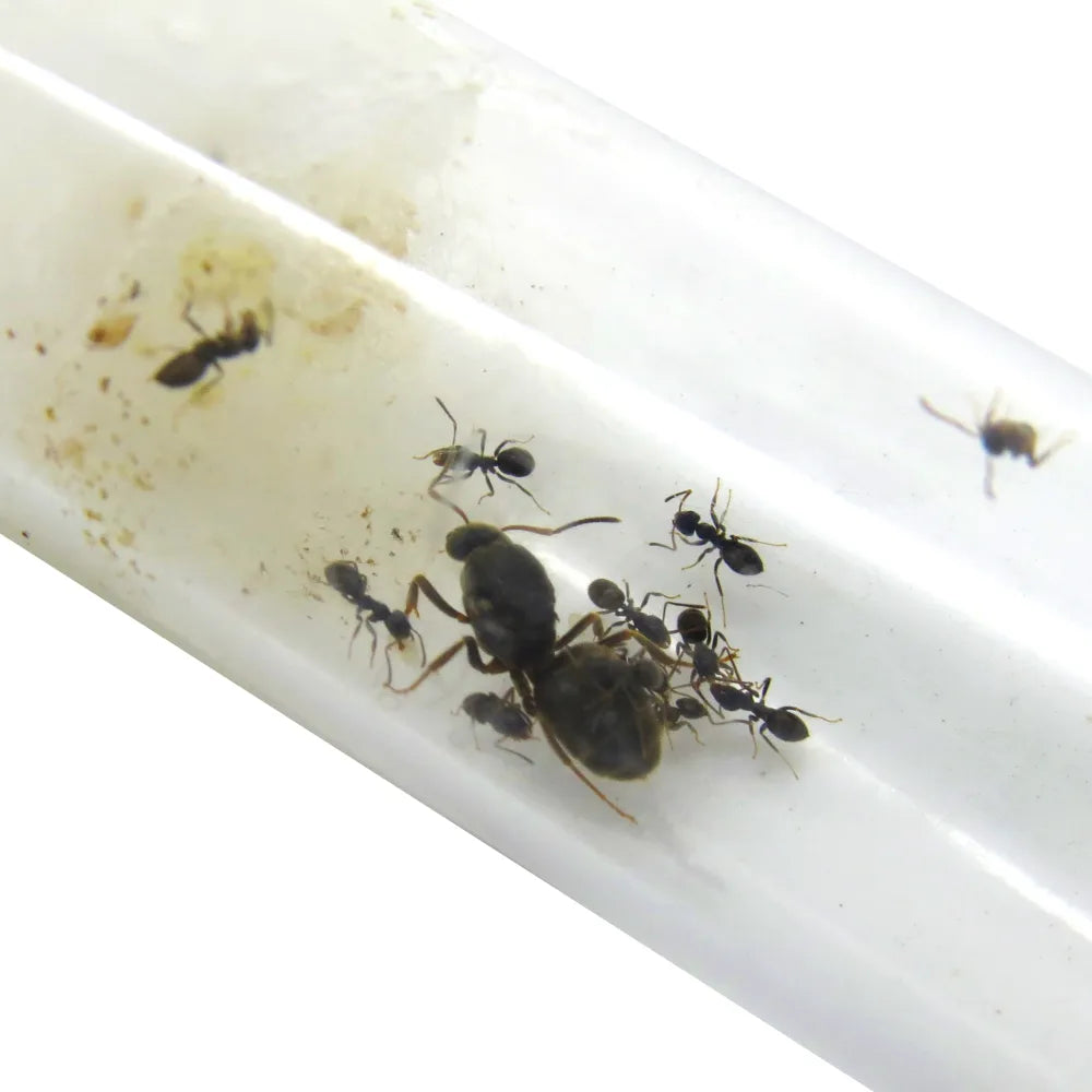 Lasius Niger