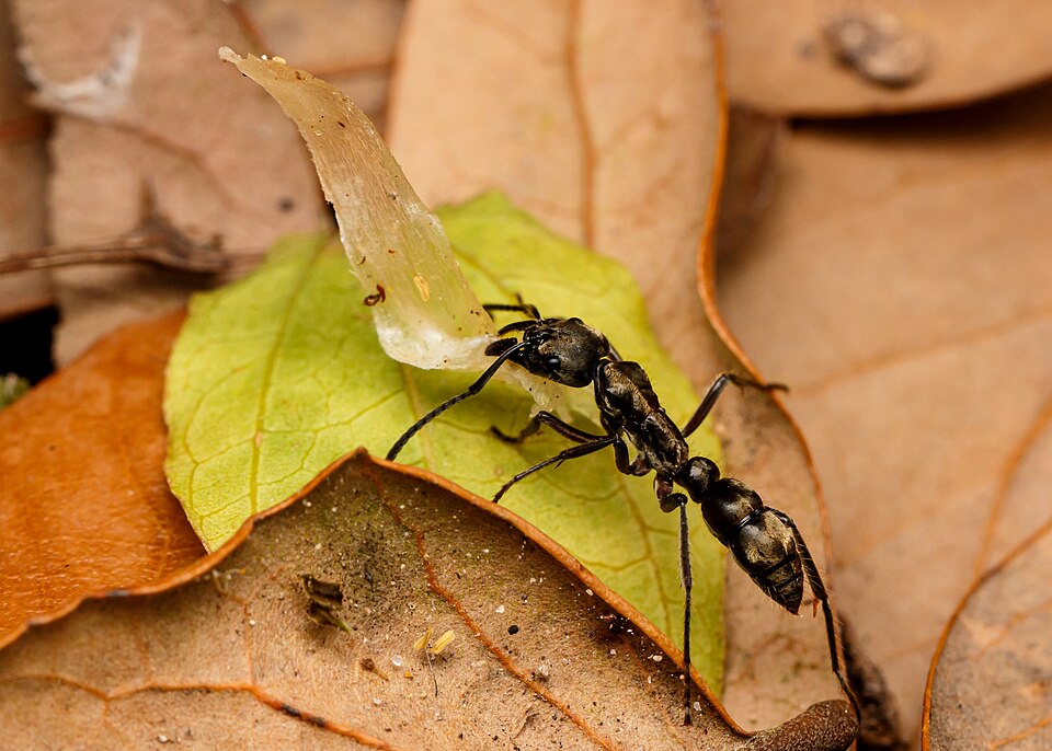 Neoponera villosa