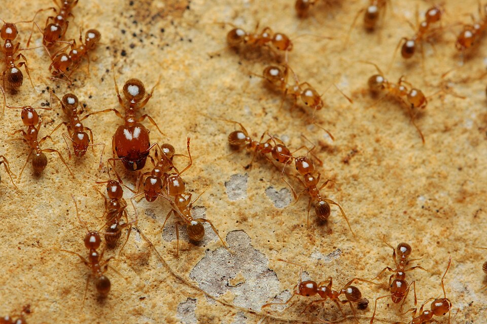Pheidole pallidula