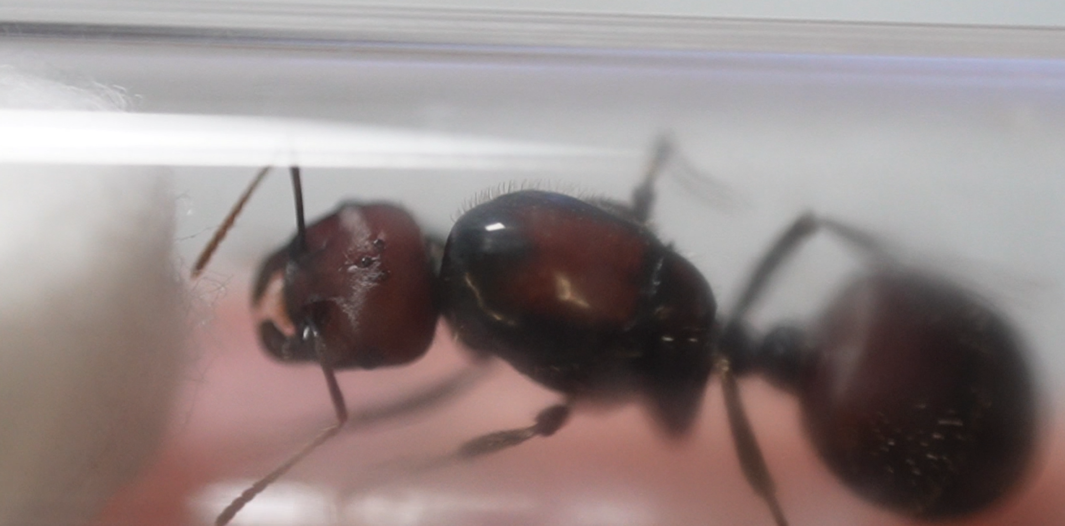 Messor cephalotes